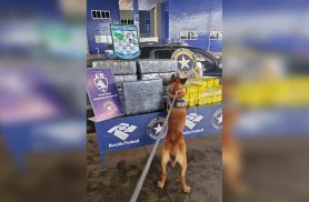 Agente canina encontra mais de 300kg de maconha em carro paraguaio na Ponte da Amizade