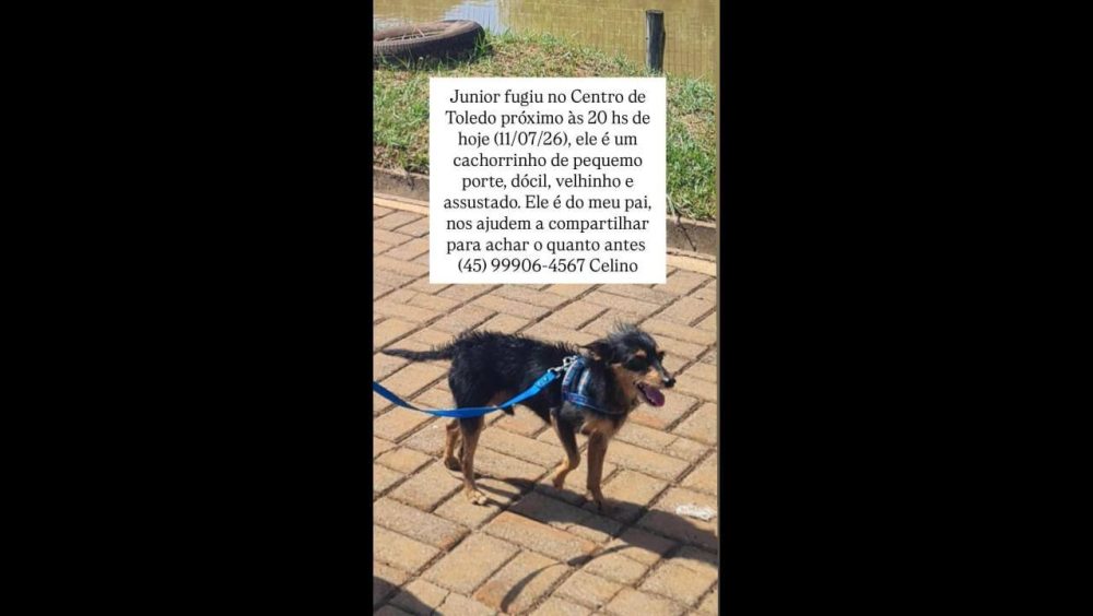 Cachorro Junior desapareceu no bairro Centro Imagem referente a Cachorro Junior desapareceu no bairro Centro