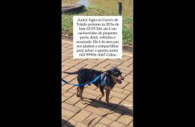 Cachorro Junior desapareceu no bairro Centro
