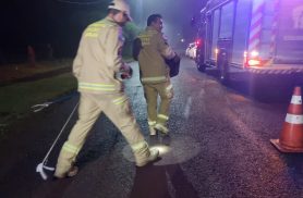 Bombeiros resgatam gambá em banheiro de casa no Bairro Cataratas