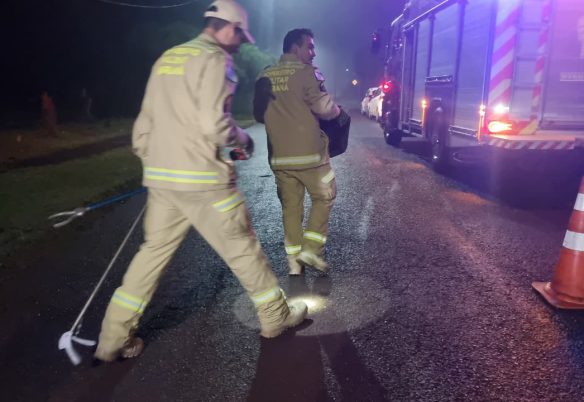 Bombeiros resgatam gambá em banheiro de casa no Bairro Cataratas