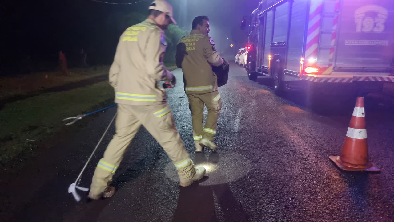 Bombeiros resgatam gambá em banheiro de casa no Bairro Cataratas