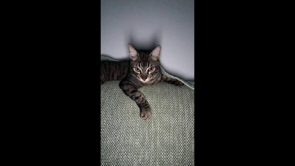 Gato Fredinho! desapareceu no bairro Parque São Paulo Imagem referente a Gato Fredinho! desapareceu no bairro Parque São Paulo