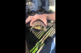 Tartaruga é encontrado no bairro Angra dos Reis