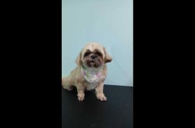 Cachorra Belinha desapareceu no bairro Alto Alegre