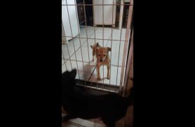 Cachorra Paty desapareceu no bairro 14 de Novembro