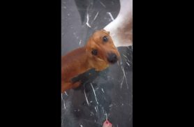 Cachorra é encontrada no bairro Jardim Padovani