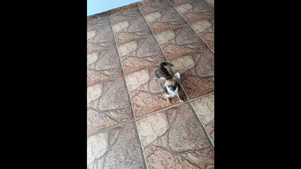 Cachorra Cacau desapareceu no bairro Clarito Imagem referente a Cachorra Cacau desapareceu no bairro Clarito