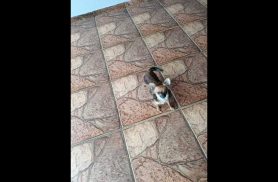 Cachorra Cacau desapareceu no bairro Clarito