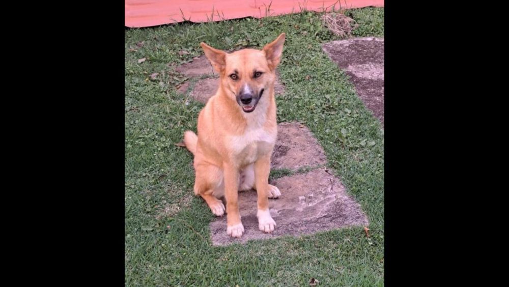 Cachorra Loba desapareceu no bairro Pacaembu Imagem referente a Cachorra Loba desapareceu no bairro Pacaembu