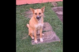 Cachorra Loba desapareceu no bairro Pacaembu