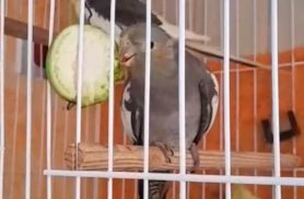 Calopsita Calu desapareceu no bairro Morumbi