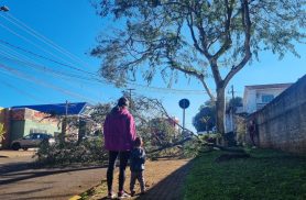 Galho de árvore cai e deixa Rua Marechal Rondon parcialmente interditada