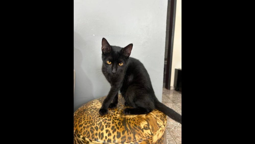 Gato é encontrado no bairro Parque São Paulo Imagem referente a Gato é encontrado no bairro Parque São Paulo