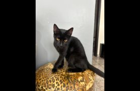 Gato é encontrado no bairro Parque São Paulo