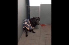 Cachorro é encontrado no bairro Centro