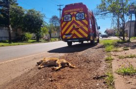 Cachorro morre atropelado por motocicleta na Avenida Piquiri, em Cascavel Cachorro morre atropelado por motocicleta na Avenida Piquiri, em Cascavel