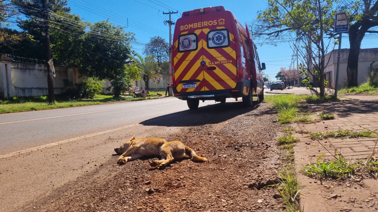 Cachorro morre atropelado por motocicleta na Avenida Piquiri, em Cascavel