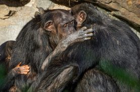 Se o chimpanzé pudesse falar, provavelmente pediria uma floresta de volta