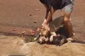 Moradores denunciam pitbull solto e relatam ataques no Jardim São Roque