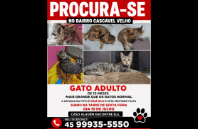 Gato Luffy desapareceu no bairro Cascavel Velho