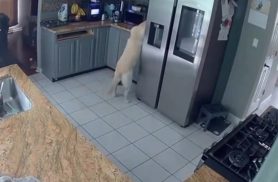 Cachorro liga torradeira acidentalmente e incêndio mata três animais de estimação nos Estados Unidos
