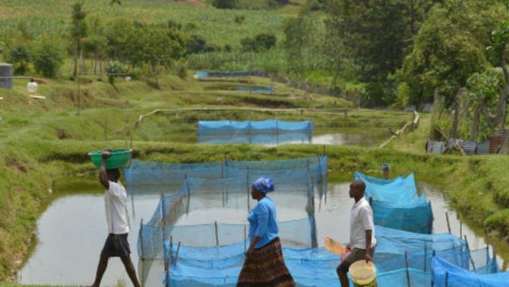 Estudo alerta para avanço de bactéria em criações de peixes Imagem referente a Estudo alerta para avanço de bactéria em criações de peixes