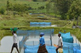 Estudo alerta para avanço de bactéria em criações de peixes