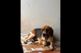 Cachorro Bingo desapareceu no bairro Neva