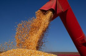 IBGE prevê safra de 347,4 milhões de toneladas para 2026