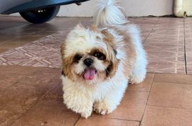Cachorro é encontrado no bairro Universitário