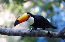 Zoológico amplia dias de visitação para criançada aproveitar parque nas férias escolares