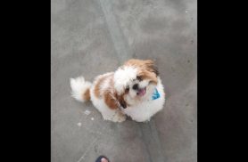 Cachorro Muzzi desapareceu no bairro Universitário