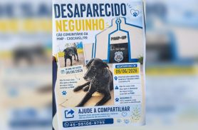 Cachorro que foi alvo de maus-tratos na Penitenciária Industrial desaparece