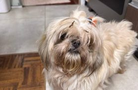 Cachorra é encontrada no bairro Universitário