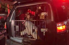 Três suspeitos são presos após tentativa de assalto a motorista de aplicativo em Foz do Iguaçu