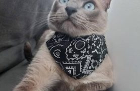 Gato Pipoca desapareceu no bairro Interlagos