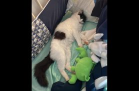 Gata Mya desapareceu no bairro Santa Felicidade