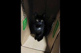 Gato Meia Noite desapareceu no bairro Cascavel Velho