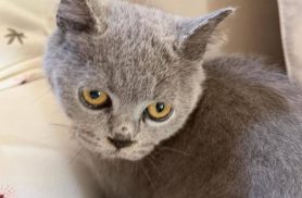 Gato Fernando desapareceu no bairro Centro