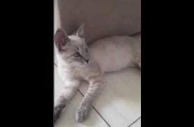 Gata Nina desapareceu no bairro Floresta