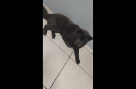 Cachorra Nairobe desapareceu no bairro Parque São Paulo