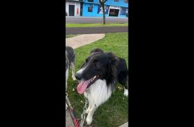Cachorro Bart desapareceu no bairro Coqueiral