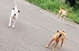 Cães atacam moradores em rua de Cascavel; veja vídeos
