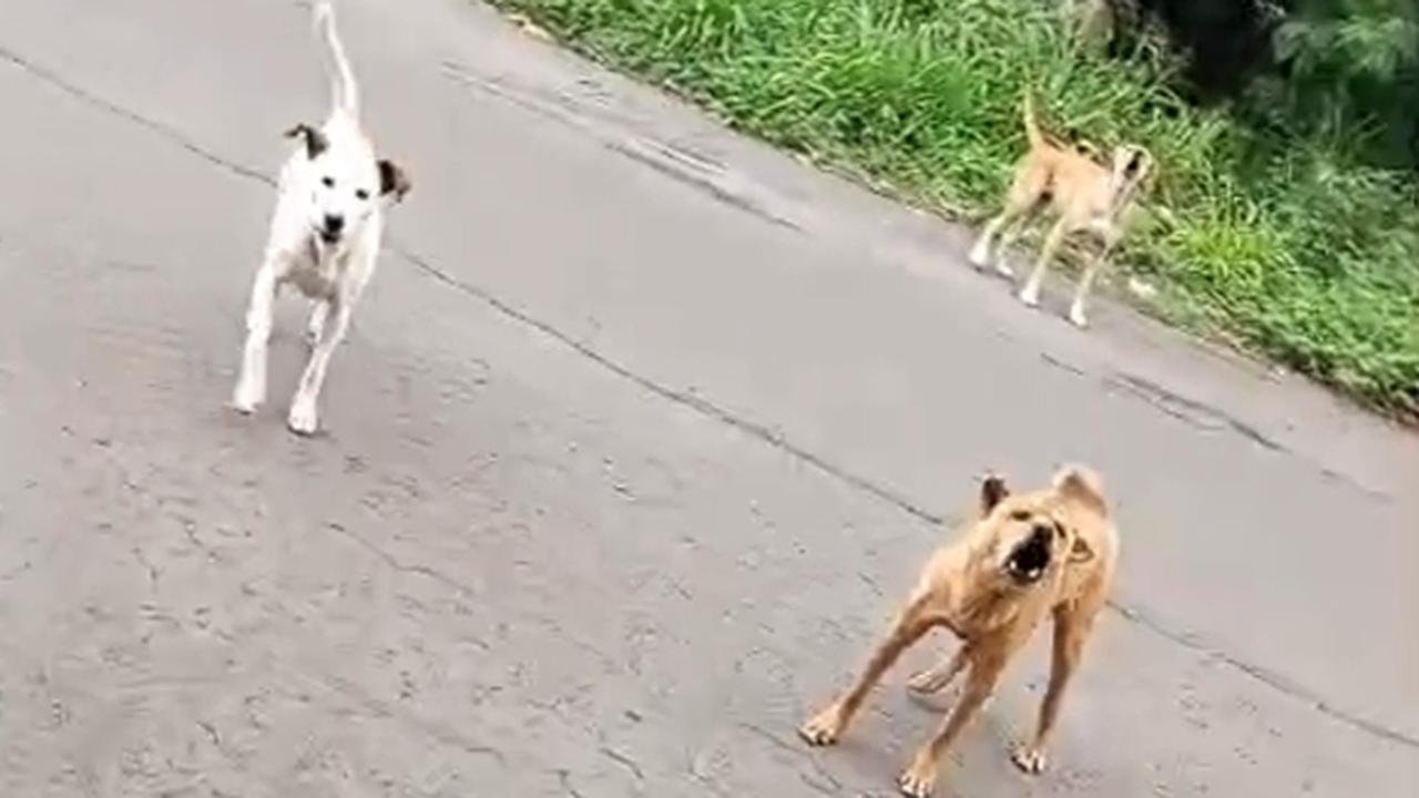 Cães atacam moradores em rua de Cascavel; veja vídeos