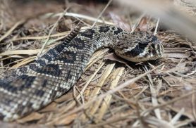 Dia Mundial da Cobra lembra a importância de um dos animais mais incompreendidos da natureza Dia Mundial da Cobra lembra a importância de um dos animais mais incompreendidos da natureza