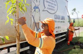 Vandalismo contra mudas plantadas pela Prefeitura compromete arborização da cidade Vandalismo contra mudas plantadas pela Prefeitura compromete arborização da cidade