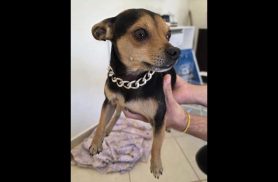 Cachorro é encontrado no bairro Neva