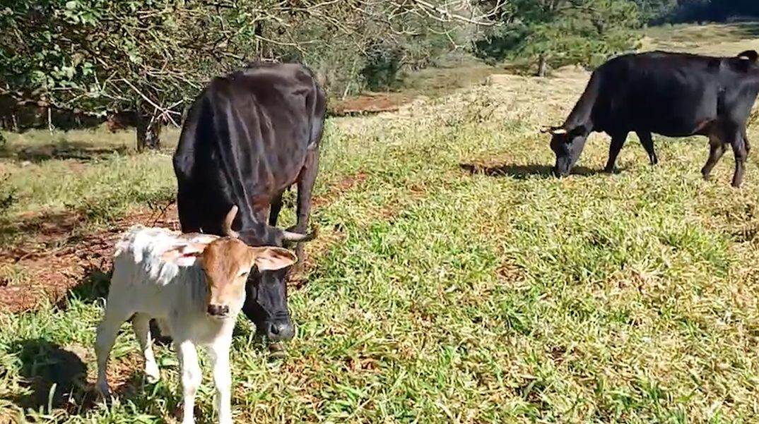 Após fugidinha em Cascavel, vaca que foi flagrada passeando na Avenida Carlos Gomes dá à luz