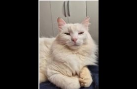 Gato Teodor desapareceu no bairro São Cristóvão